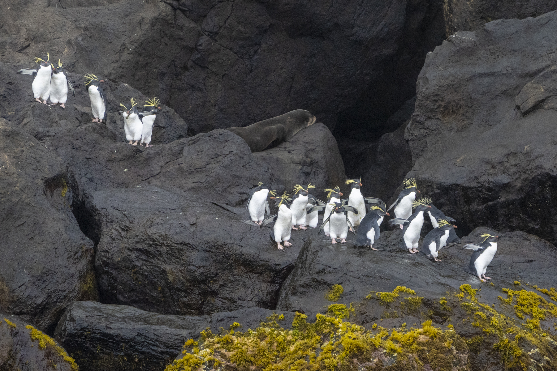 Northern Rockhopper Penguins (image by Mark Beaman)