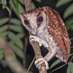 Oriental Bay Owl (image by Pete Morris)