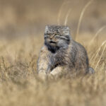 Pallas's Cat (image by Mark Beaman)