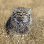 Pallas's Cat (image by Mark Beaman)