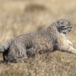 Pallas's Cat (image by Mark Beaman)