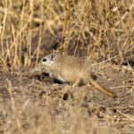 Mongolian Jerbil (image by Mark Beaman)