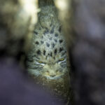 Pallas's Cat in its den (image by Mark Beaman)