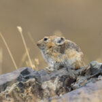 Pallas's Pika (image by Mark Beaman)