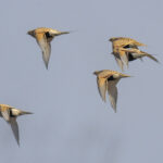 Pallas's Sandgrouse (image by Mark Beaman)