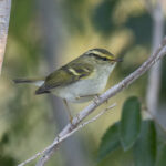 Pallas's Leaf Warbler (image by Mark Beaman)