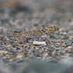 Plate-tailed Gecko (image by Mark Beaman)