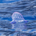 Portuguese Man-of-War (image by Mark Beaman)