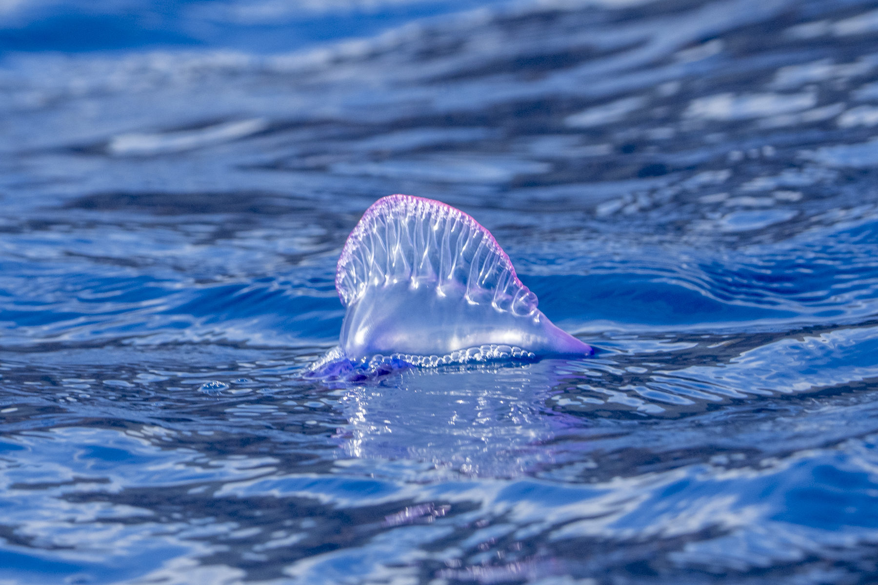 Portuguese Man-of-War (image by Mark Beaman)