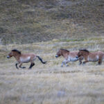 Przevalkski's Horses image by Mark Beaman)