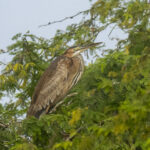 Purple Heron (image by Mark Beaman)