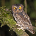Rajah's Scops Owl (image by Pete Morris)