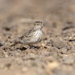 Raso Lark (image by Mark Beaman)
