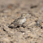 Raso Lark (image by Mark Beaman)