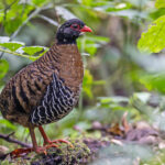 Red-billed Partridge (image by Pete Morris)