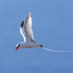 Red-billed Tropicbird (image by Mark Beaman)