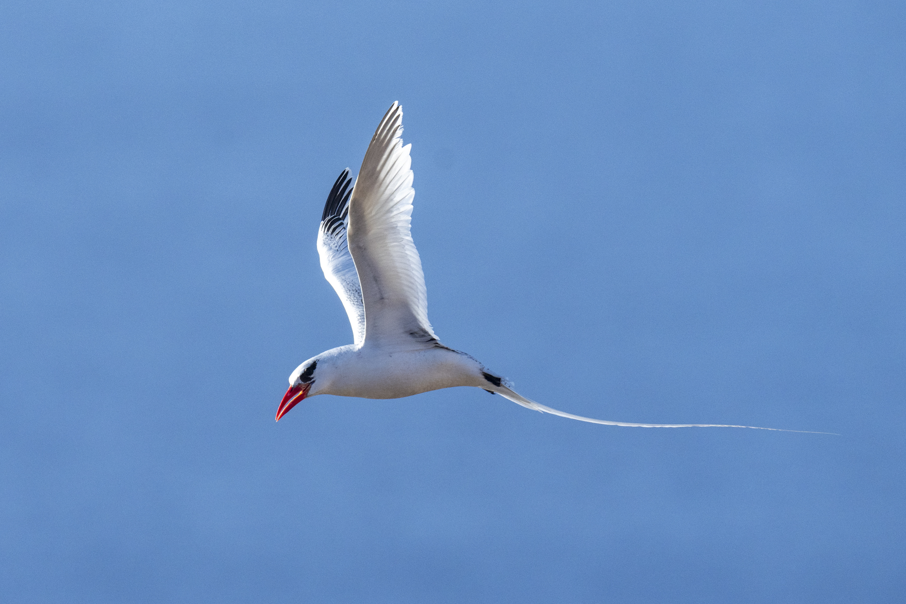 Red-billed Tropicbird (image by Mark Beaman)