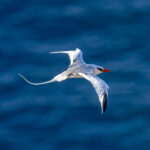 Red-billed Tropicbird (image by Mark Beaman)