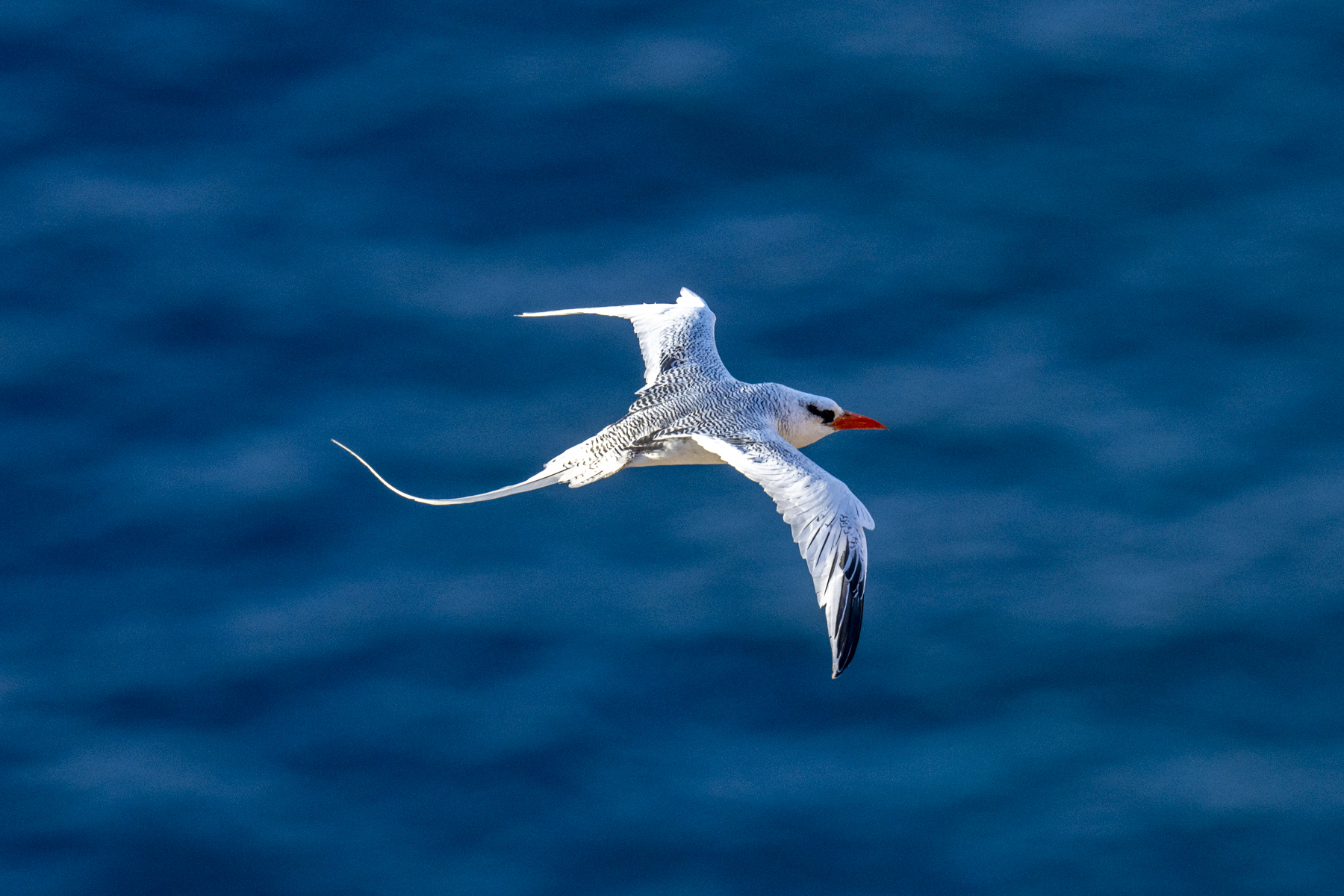 Red-billed Tropicbird (image by Mark Beaman)