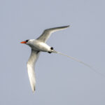 Red-billed Tropicbird (image by Mark Beaman)