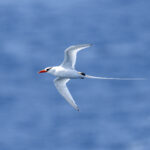 Red-billed Tropicbird (image by Mark Beaman)