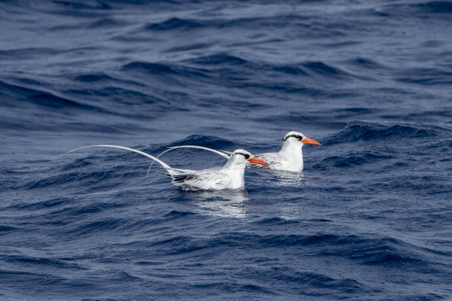 Red-billed Tropicbirds (image by Mark Beaman)