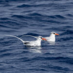 Red-billed Tropicbirds (image by Mark Beaman)