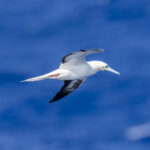 Red-footed Booby pale morph (image by Mark Beaman)