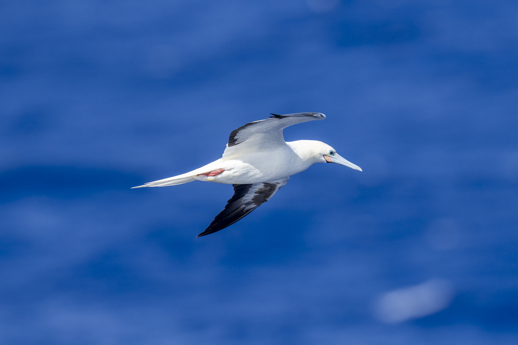Red-footed Booby pale morph (image by Mark Beaman)
