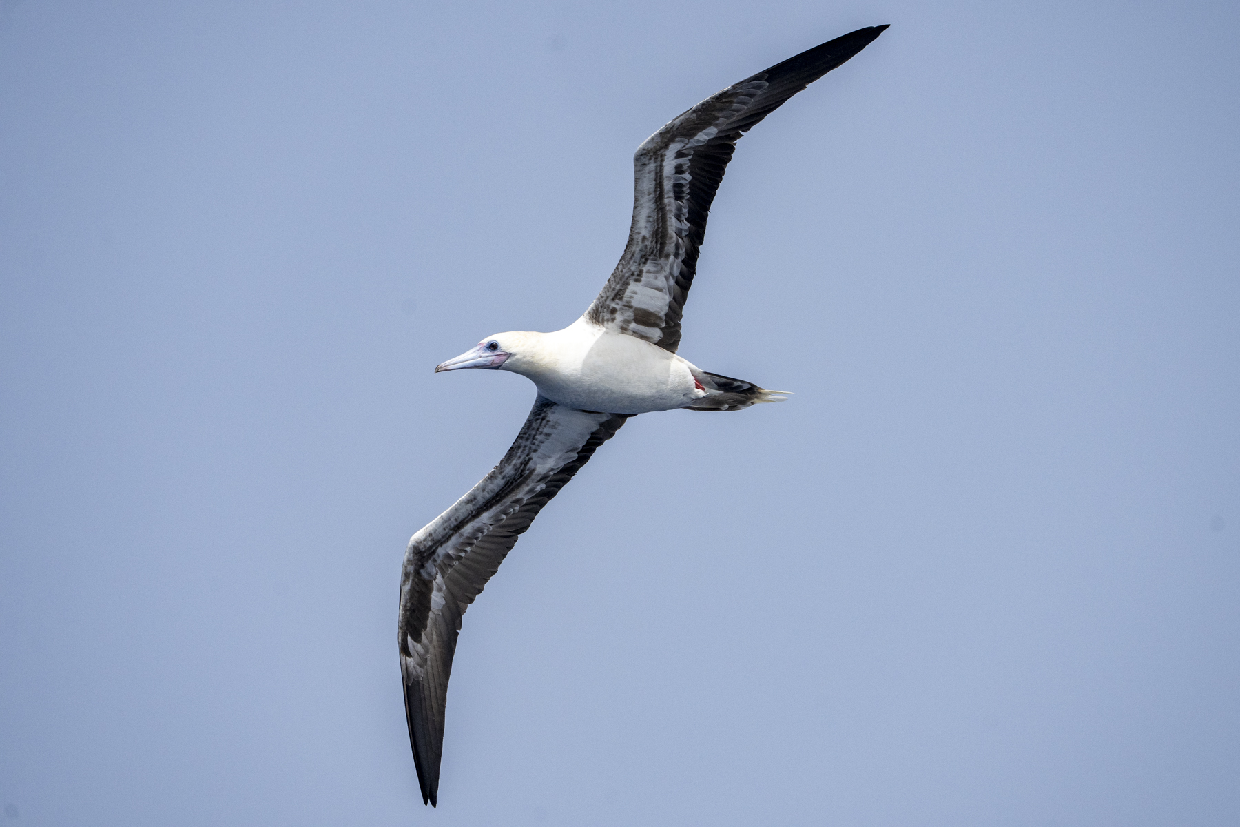 Red-footed Booby (image by Mark Beaman)