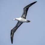 Red-footed Booby (image by Mark Beaman)