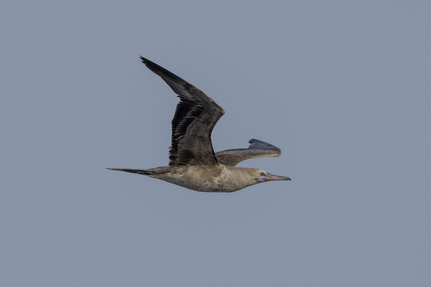 Red-footed Booby (image by Mark Beaman)