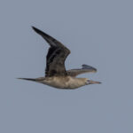 Red-footed Booby (image by Mark Beaman)