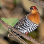 Red-legged Crake (image by Pete Morris)