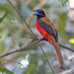 Red-naped Trogon (image by Pete Morris)
