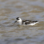 Red-necked Phalarope (image by Mark Beaman)