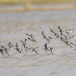 Red-necked Phalaropes and a Little Stint (image by Mark Beaman)