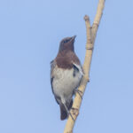 Red-throated Thrush (image by Mark Beaman)
