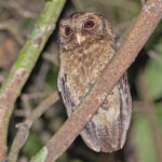 Reddish Scops Owl (image by Pete Morris)