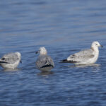 Relict Gulls (image by Mark Beaman)