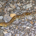 Reticulated Python (image by Pete Morris)