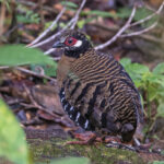 Roll's Partridge (image by Pete Morris)