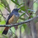 Rufous-tailed Shama (image by Pete Morris)