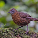 Rusty-breasted Wren-Babbler (image by Pete Morris)