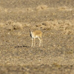 Saiga (image by Mark Beaman)