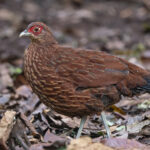 Salvadori's Pheasant (image by Pete Morris)