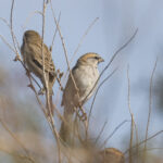 Saxaul Sparrows (image by Mark Beaman)