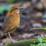 Schneider's Pitta (image by Pete Morris)