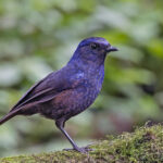 Shiny Whistling Thrush (image by Pete Morris)