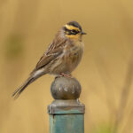 Siberian Accentor (image by Mark Beaman)